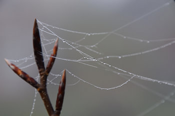 Water droplets in a spider’s web 3