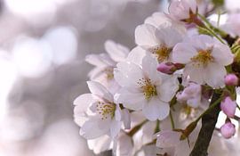 Soft Romance by Romény Evers