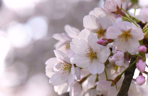 Zacht pastel, Kersenbloesem