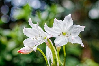 Powells Hakenlilie - Crinum Powelli - Südafrika