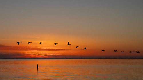 Vroege vogels boven Zeeland