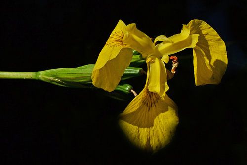 yellow on black