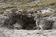 Wildkaninchen ( Oryctolagus cuniculus ), wildes Kaninchen sitzt vor Kaninchenbau in den Dünen, wildl von wunderbare Erde Miniaturansicht