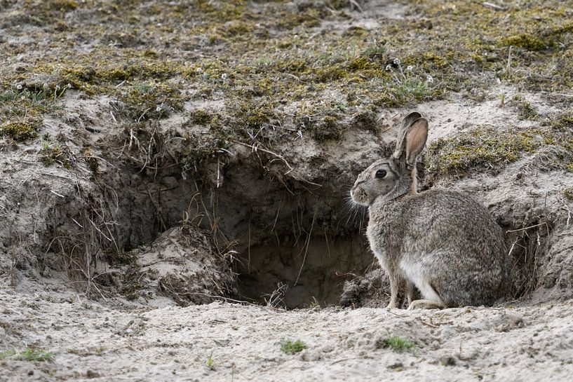 Wildkaninchen ( Oryctolagus cuniculus ), wildes Kaninchen sitzt vor Kaninchenbau in den Dünen, wildl von wunderbare Erde