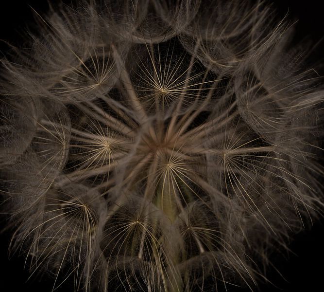 Dandelion Crowns by Foto Studio Labie
