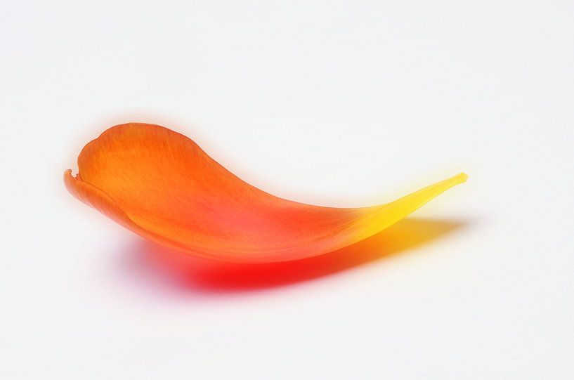 Tulip leaf - soft by Ingo Laue