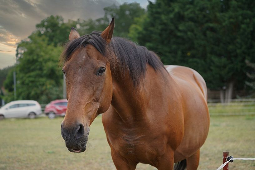 Trakehner Feldmeyer in the pasture by Babetts Bildergalerie