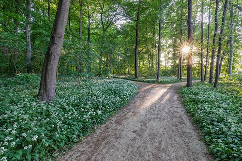 Bear's garlic path