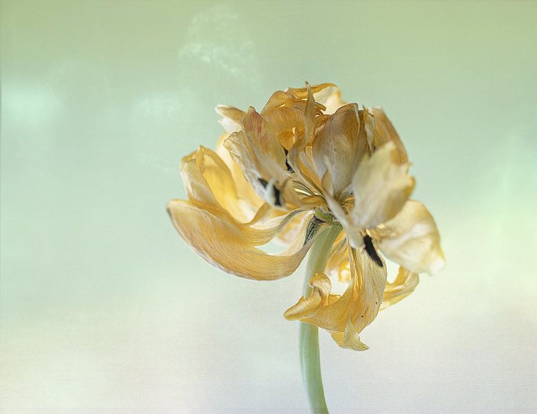 Tulip yellow by natascha verbij