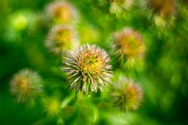 Sea knot by Antje Verleg-Dijk