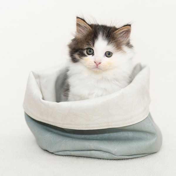 Kätzchen in der Tasche von Brigitte Wirschell
