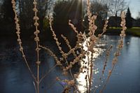 Winter sunshine