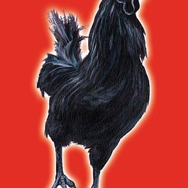 Big Black Cock (grote zwarte haan) by Studio Fantasia