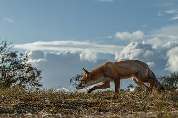 Red fox sur Menno Schaefer