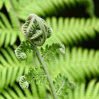 Varens (plant)