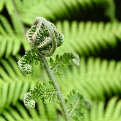Ferns (plant)