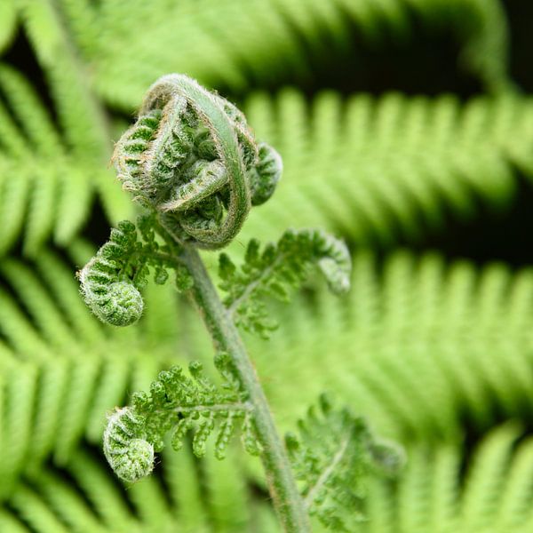 Ferns (plant) by Koos Mast