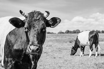 Dutch Belted cow in the Vechtdal during a springtime day