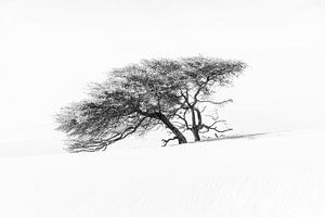 Arbre africain solitaire dans le désert du Sahara en noir et blanc sur Photolovers reisfotografie