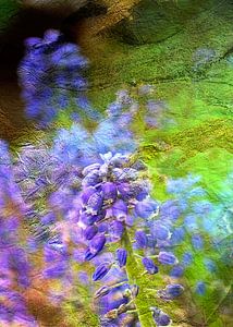 MUSCARI v4
