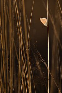 Het icarusblauwtje van Danny Slijfer Natuurfotografie