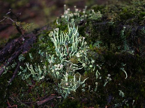 Bekermos op een omgehakte boomstam.