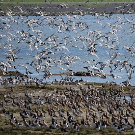 Grutto's op Terschelling von Sjoukje Hamstra-Bouma