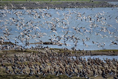 Grutto's op Terschelling
