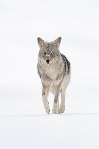 Kojote ( Canis latrans ) läuft im Winter durch den Schnee direkt auf den Fotografen zu, frontale Auf