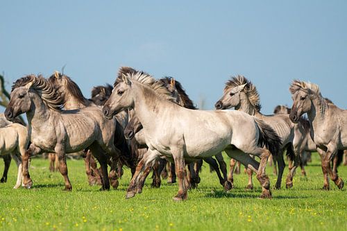 Herde von Konik-Pferden beim Laufen an einem Sommertag