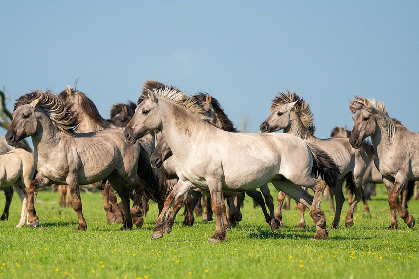 Herde von Konik-Pferden beim Laufen an einem Sommertag von Elles Rijsdijk