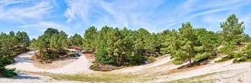 Schoorl-Dünen mit Nadelbäumen und blühendem Heidekraut von eric van der eijk