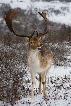 Fallow deer by Niki Radstake