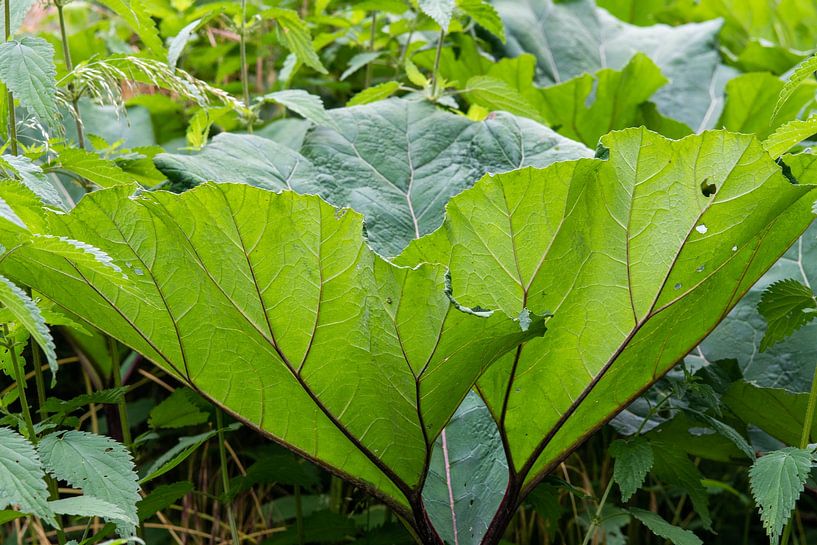 Groot hoefblad in de tuin van Jolanda de Jong-Jansen