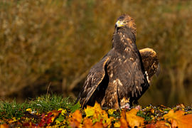 Majestätischer Steinadler schwebt über Beute auf Herbstblättern von Johannes Jongsma
