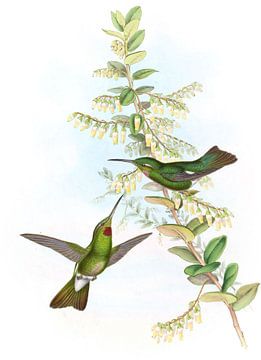 Pucce-Throated kolibrie, John Gould van Hummingbirds
