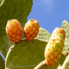 Kaktus mit Frucht von Camilla Ottens