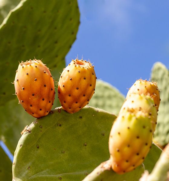Cactus with fruit by Camilla Ottens