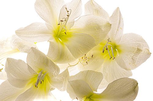 Witte amaryllis 2