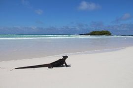 Iguana on the beach of the Galapagos Islands by SaschaSuitcase