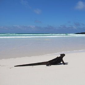 Iguane sur la plage des îles Galapagos sur SaschaSuitcase