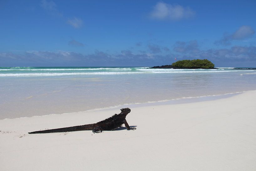 Iguana on the beach of the Galapagos Islands by SaschaSuitcase