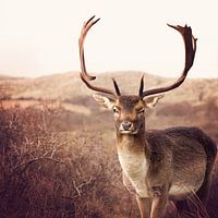 Amsterdamse Waterleidingduinen