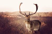 winking deer