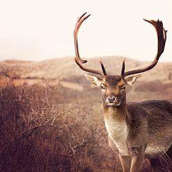 Amsterdamse Waterleidingduinen