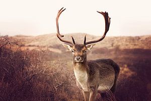 zwinkernder Hirsch