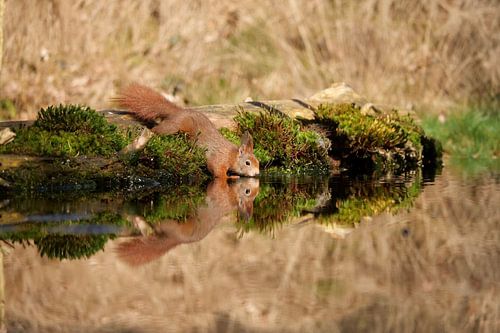 Eichhörnchen in Reflexion