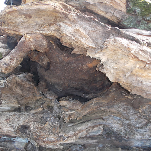 Tree Trunk Structures No. 28