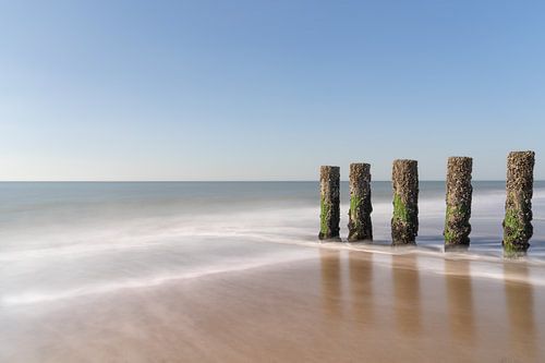 Zilte zucht op het Zeeuwse strand van Claire van Dun