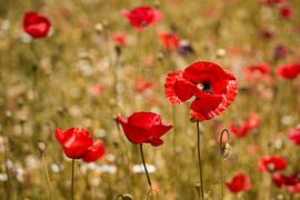 Mohnblumen in sommerlicher Pracht (warme Version) von Cor de Hamer